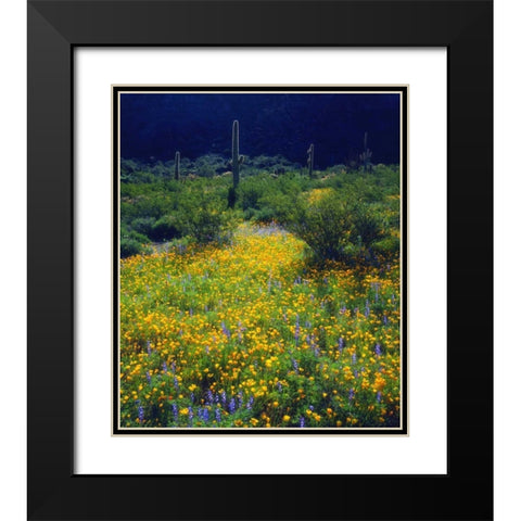 AZ, Organ Pipe Cactus NM flowers and Saguaro Black Modern Wood Framed Art Print with Double Matting by Talbot Frank, Christopher