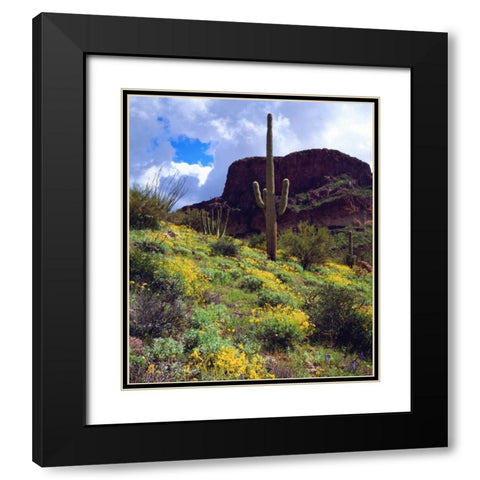 Arizona, Organ Pipe Cactus NM flowers and cacti Black Modern Wood Framed Art Print with Double Matting by Talbot Frank, Christopher