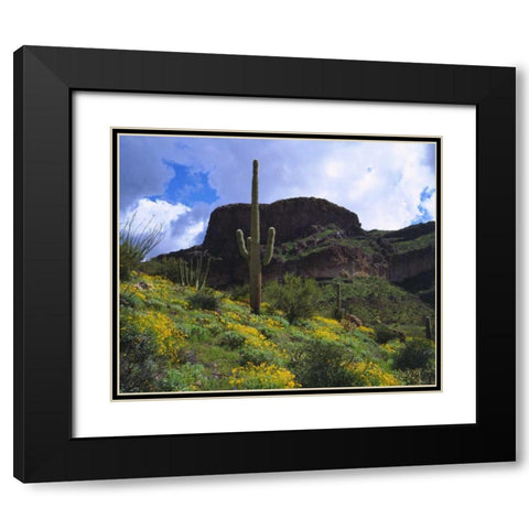 Arizona, Saguaro Cacti in Organ Pipe Cactus NM Black Modern Wood Framed Art Print with Double Matting by Talbot Frank, Christopher