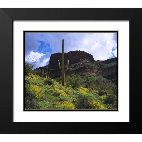Arizona, Saguaro Cacti in Organ Pipe Cactus NM Black Modern Wood Framed Art Print with Double Matting by Talbot Frank, Christopher