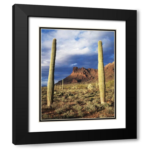 Arizona, Saguaro Cacti in Organ Pipe Cactus NM Black Modern Wood Framed Art Print with Double Matting by Talbot Frank, Christopher