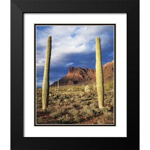Arizona, Saguaro Cacti in Organ Pipe Cactus NM Black Modern Wood Framed Art Print with Double Matting by Talbot Frank, Christopher