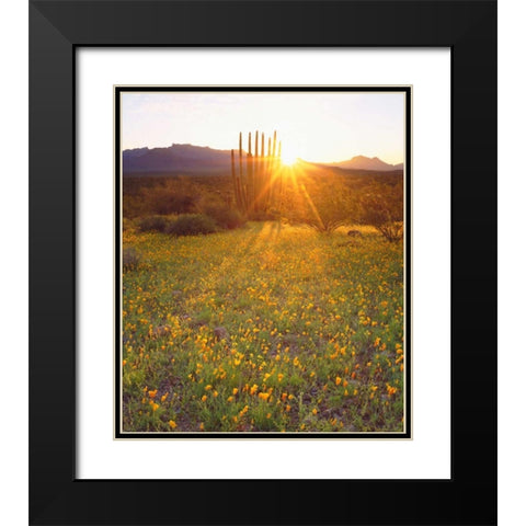 AZ, Organ Pipe Cactus NP, Flowers and cacti Black Modern Wood Framed Art Print with Double Matting by Talbot Frank, Christopher