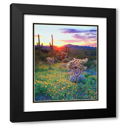 AZ, Organ Pipe Cactus NP, Flowers and cacti Black Modern Wood Framed Art Print with Double Matting by Talbot Frank, Christopher