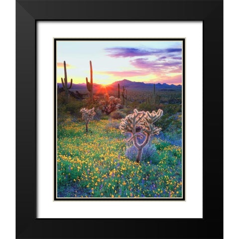 AZ, Organ Pipe Cactus NP, Flowers and cacti Black Modern Wood Framed Art Print with Double Matting by Talbot Frank, Christopher