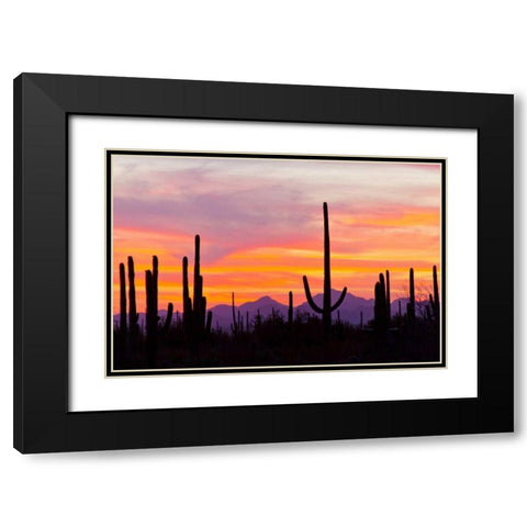 AZ, Sonoran Desert Saguaro cactus at sunset Black Modern Wood Framed Art Print with Double Matting by Illg, Cathy and Gordon