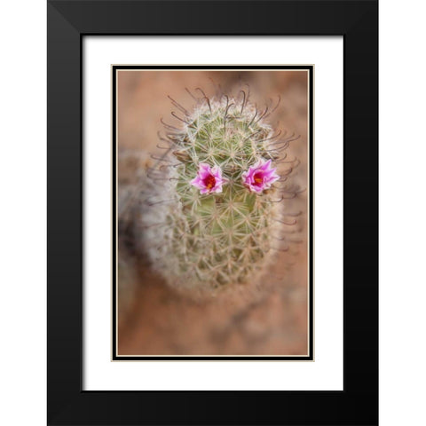 AZ, Grand Canyon, Fishhook cactus with flowers Black Modern Wood Framed Art Print with Double Matting by Grall, Don