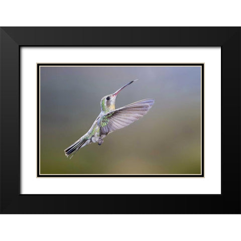 AZ, Madera Canyon Broad-billed hummingbird Black Modern Wood Framed Art Print with Double Matting by Kaveney, Wendy