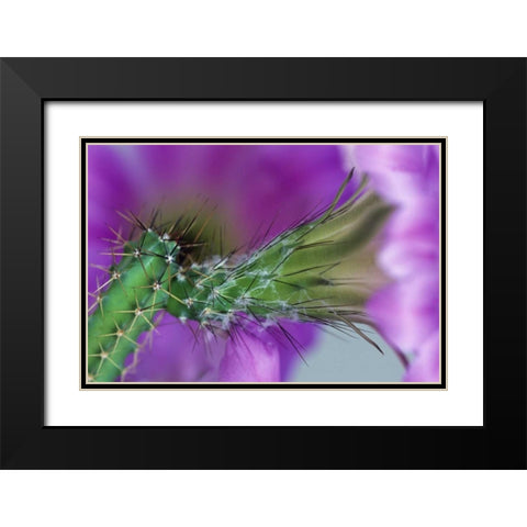 USA, Arizona Cactus with blossom in spring Black Modern Wood Framed Art Print with Double Matting by Rotenberg, Nancy