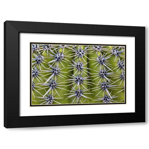 USA, Arizona, Tucson Close-up of a barrel cactus Black Modern Wood Framed Art Print with Double Matting by Paulson, Don