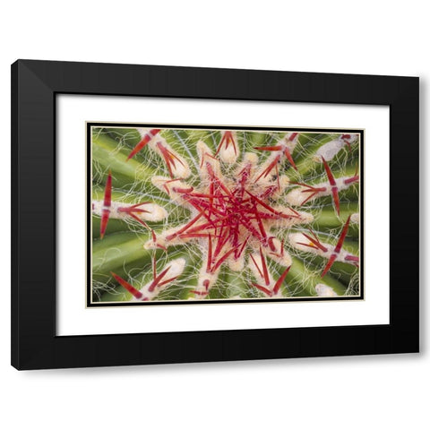 Arizona, Tucson Close-up of cactus and thorns Black Modern Wood Framed Art Print with Double Matting by Paulson, Don