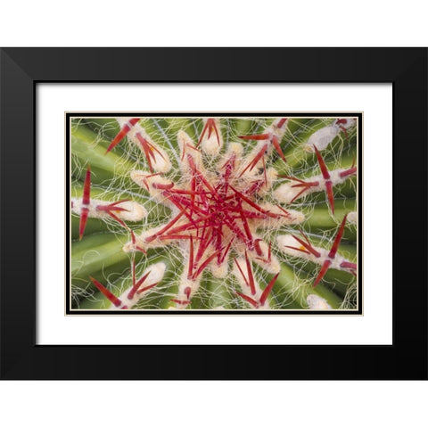 Arizona, Tucson Close-up of cactus and thorns Black Modern Wood Framed Art Print with Double Matting by Paulson, Don