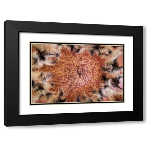 USA, Arizona, Tucson Close-up of a Protea bloom Black Modern Wood Framed Art Print with Double Matting by Paulson, Don