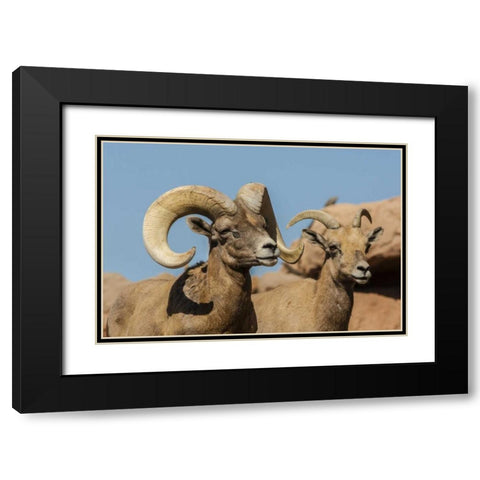 Arizona, Sonoran Desert Desert bighorns Black Modern Wood Framed Art Print with Double Matting by Illg, Cathy and Gordon