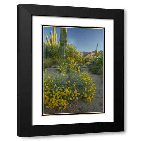 Arizona, Coronado NF Saguaros and paper flowers Black Modern Wood Framed Art Print with Double Matting by Illg, Cathy and Gordon