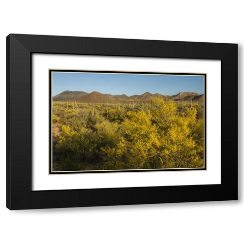 USA, Arizona, Saguaro NP Desert landscape Black Modern Wood Framed Art Print with Double Matting by Illg, Cathy and Gordon