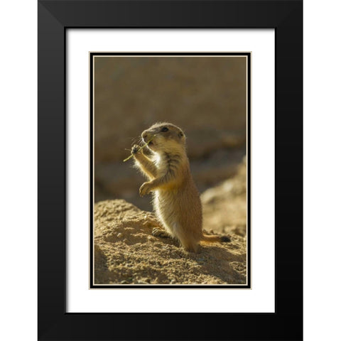 AZ, Sonoran Desert Black-tailed prairie dog pup Black Modern Wood Framed Art Print with Double Matting by Illg, Cathy and Gordon