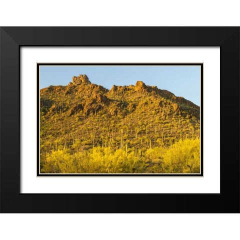 Arizona, Sonoran Desert Saguaro and palo verde Black Modern Wood Framed Art Print with Double Matting by Illg, Cathy and Gordon
