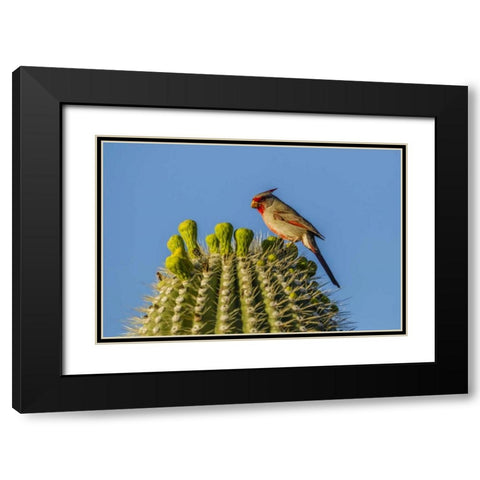 Arizona, Sonoran Desert Pyrrhuloxia on saguaro Black Modern Wood Framed Art Print with Double Matting by Illg, Cathy and Gordon