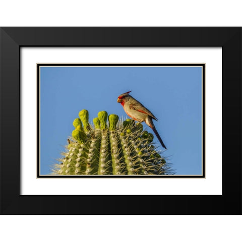 Arizona, Sonoran Desert Pyrrhuloxia on saguaro Black Modern Wood Framed Art Print with Double Matting by Illg, Cathy and Gordon