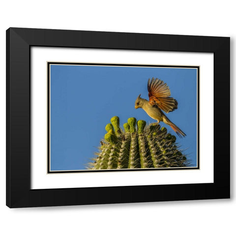 AZ, Sonoran Desert Pyrrhuloxia on saguaro buds Black Modern Wood Framed Art Print with Double Matting by Illg, Cathy and Gordon