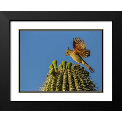 AZ, Sonoran Desert Pyrrhuloxia on saguaro buds Black Modern Wood Framed Art Print with Double Matting by Illg, Cathy and Gordon