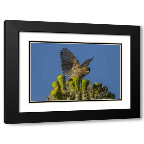 Arizona, Sonoran Desert House finch on saguaro Black Modern Wood Framed Art Print with Double Matting by Illg, Cathy and Gordon