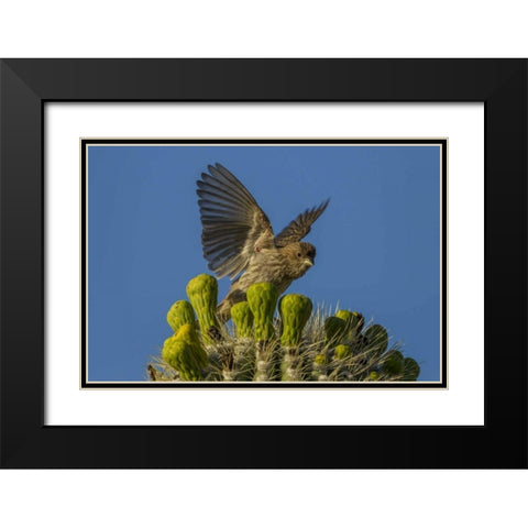 Arizona, Sonoran Desert House finch on saguaro Black Modern Wood Framed Art Print with Double Matting by Illg, Cathy and Gordon