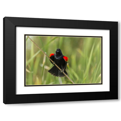 AZ, Sonoran Desert Red-winged blackbird calling Black Modern Wood Framed Art Print with Double Matting by Illg, Cathy and Gordon