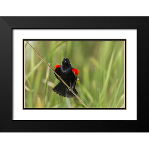 AZ, Sonoran Desert Red-winged blackbird calling Black Modern Wood Framed Art Print with Double Matting by Illg, Cathy and Gordon