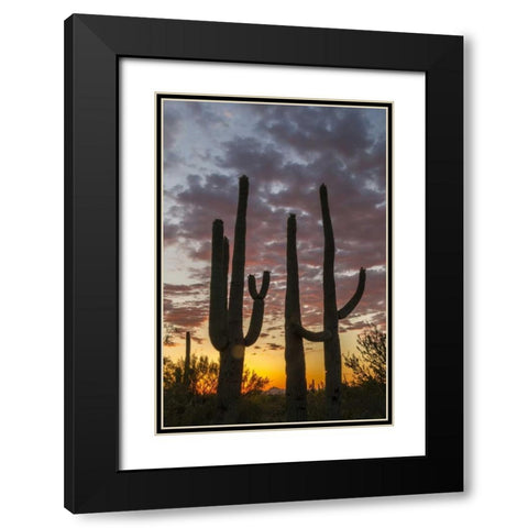 Arizona, Saguaro NP Sunset on desert landscape Black Modern Wood Framed Art Print with Double Matting by Illg, Cathy and Gordon