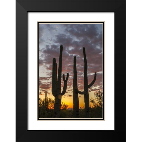 Arizona, Saguaro NP Sunset on desert landscape Black Modern Wood Framed Art Print with Double Matting by Illg, Cathy and Gordon