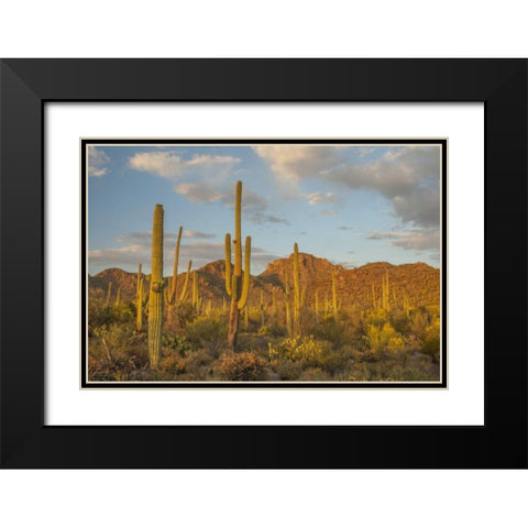 USA, Arizona, Saguaro NP Desert landscape Black Modern Wood Framed Art Print with Double Matting by Illg, Cathy and Gordon