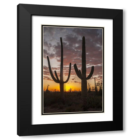 Arizona, Saguaro NP Sunset on desert landscape Black Modern Wood Framed Art Print with Double Matting by Illg, Cathy and Gordon