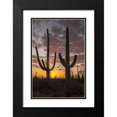 Arizona, Saguaro NP Sunset on desert landscape Black Modern Wood Framed Art Print with Double Matting by Illg, Cathy and Gordon