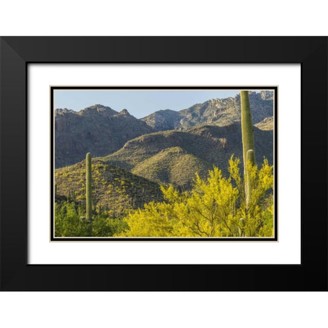 AZ, Coronado NF Saguaro cactus and palo verde Black Modern Wood Framed Art Print with Double Matting by Illg, Cathy and Gordon