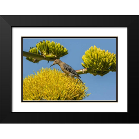 AZ, Sonoran Desert Male Gila woodpecker Black Modern Wood Framed Art Print with Double Matting by Illg, Cathy and Gordon