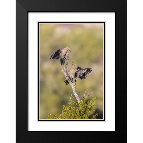 AZ, Buckeye Gila woodpeckers on cholla skeleton Black Modern Wood Framed Art Print with Double Matting by Kaveney, Wendy