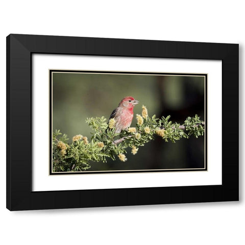 USA, Arizona, Amado Male house finch on branch Black Modern Wood Framed Art Print with Double Matting by Kaveney, Wendy