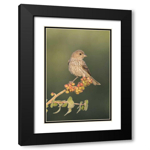 AZ, Amado House finch on skunkbush berries Black Modern Wood Framed Art Print with Double Matting by Kaveney, Wendy