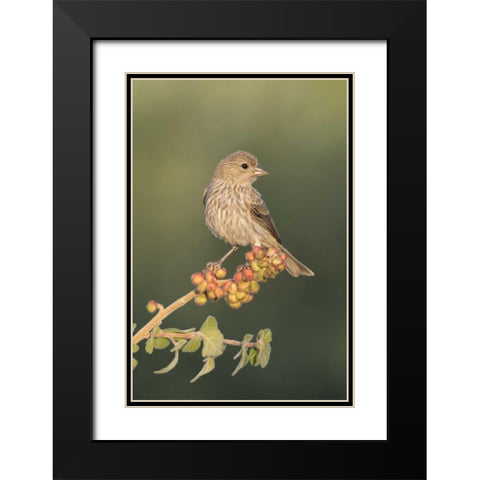 AZ, Amado House finch on skunkbush berries Black Modern Wood Framed Art Print with Double Matting by Kaveney, Wendy