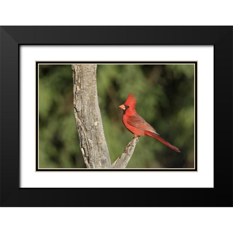 Arizona, Amado Northern cardinal on dead tree Black Modern Wood Framed Art Print with Double Matting by Kaveney, Wendy