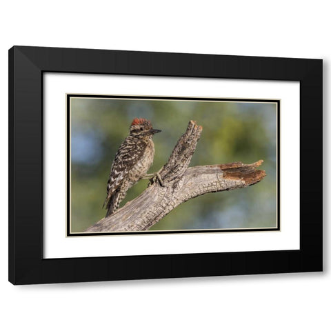 AZ, Amado Ladder-backed woodpecker on tree trunk Black Modern Wood Framed Art Print with Double Matting by Kaveney, Wendy