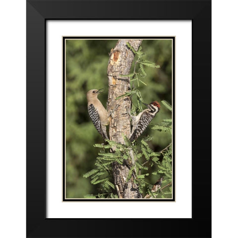 AZ, Amado Woodpeckers on tree trunk Black Modern Wood Framed Art Print with Double Matting by Kaveney, Wendy
