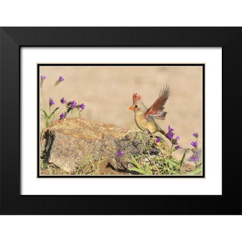 Arizona, Amado Female cardinal with wings spread Black Modern Wood Framed Art Print with Double Matting by Kaveney, Wendy