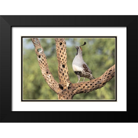 AZ, Amado Gambels quail on cholla skeleton Black Modern Wood Framed Art Print with Double Matting by Kaveney, Wendy