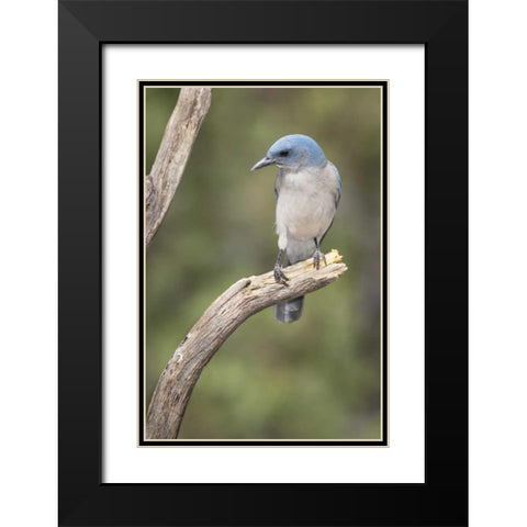 AZ, Santa Rita Mts Mexican jay perched on tree Black Modern Wood Framed Art Print with Double Matting by Kaveney, Wendy