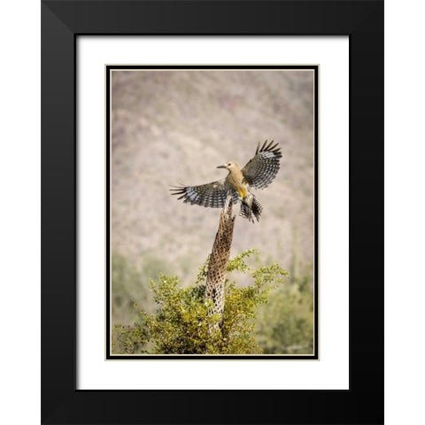 AZ, Buckeye Gila woodpecker on cholla skeleton Black Modern Wood Framed Art Print with Double Matting by Kaveney, Wendy