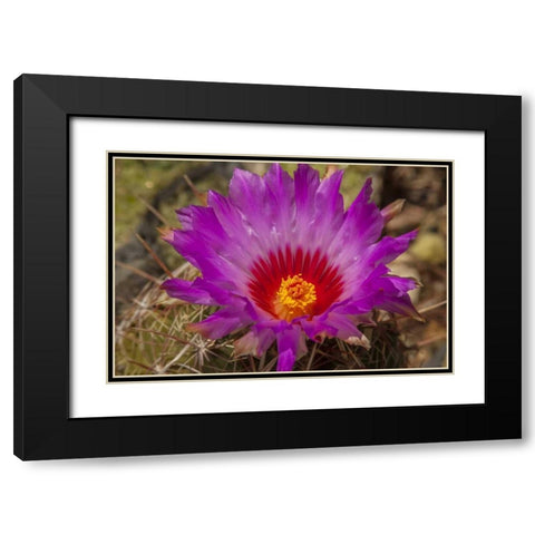 Arizona, Sonoran Desert Cactus blossom close-up Black Modern Wood Framed Art Print with Double Matting by Illg, Cathy and Gordon