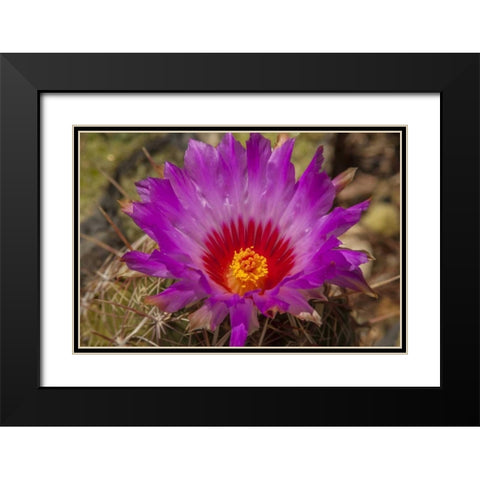 Arizona, Sonoran Desert Cactus blossom close-up Black Modern Wood Framed Art Print with Double Matting by Illg, Cathy and Gordon